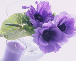 花卉的药用价值：从紫罗兰到薰衣草的奇妙之旅