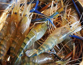 养殖的淡水虾和养殖的海水虾区别：口感、外观、养殖环境大不同