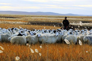畜牧业市场前景广阔，未来发展潜力巨大