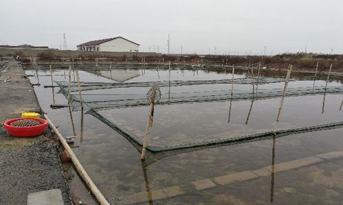贝类养殖池设计