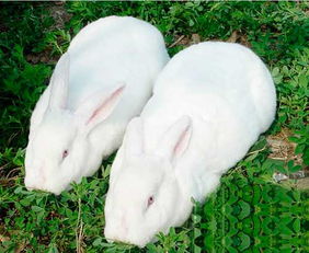 兔子养殖经济