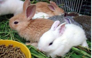 兔子养殖创新