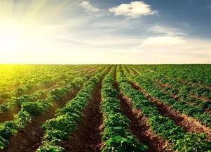 农业未来的发展：实现可持续、高效、智慧的绿色革命