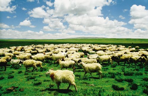 有机畜牧业：一种可持续的农业方式