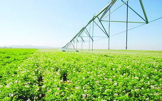农业可持续性发展：未来的绿色革命