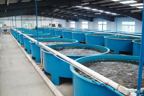 水产循环养殖技术