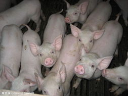 猪的养殖方法和技术
