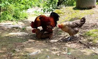 鸡如何繁殖生育