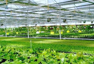 农业生物科技：革命性的未来，绿色革命的新篇章