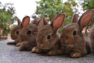 兔子品种选择标准