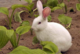兔子养殖投资
