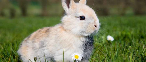 兔子饲养注意事项和禁忌